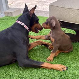 Doberman Pinscher Puppies from Devoted Doberman