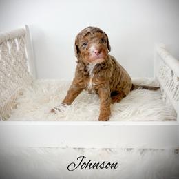 Johnson - Merle male Goldendoodle puppy in from Pink Poodles and Doodles