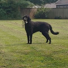 Rhys - Curly-Coated Retriever