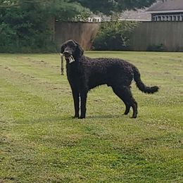Rhys - Curly-Coated Retriever