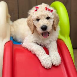 Pearl - Cream female Goldendoodle puppy in Miami, Florida from Jade’s Paws & Co. Of Miami LLC