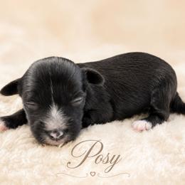 Posy - Black female Chinese Crested puppy in Ocala, Florida from Crestie Charm Cottage