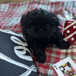 King of Spades - Pekingese puppy from Sassy's Forever Pekingese