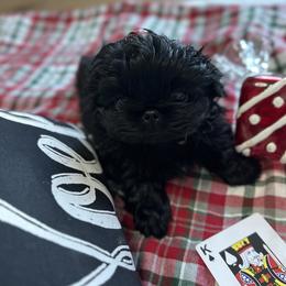 King of Spades - Pekingese puppy from Sassy's Forever Pekingese