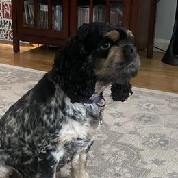 Patches - Cocker Spaniel