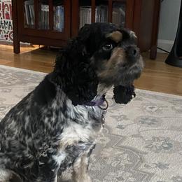 Patches - Cocker Spaniel
