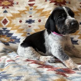 Harper - Blue ticked and tan female Bluetick Coonhound puppy in Mount Pleasant, Texas from Harmons Hounds