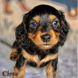 Clove - Black and tan male Dachshund puppy in Cave Junction, Oregon from Rockindachs