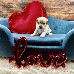 Frost - Blenheim male Cavapoo puppy in Lancaster, Missouri from Cavapoo Acres