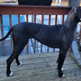 Stormy - Great Dane