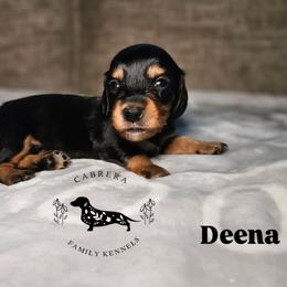 Deena - Black and tan female Dachshund puppy in Modesto, California from Cabrera Family Kennels