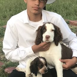 English Springer Spaniel Puppies from River’s Edge ~ English Springer Spaniels