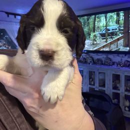 Light blue - White and liver male English Springer Spaniel puppy in Elma, Washington from McCartney Springer’s