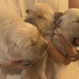 Golden Retriever Puppies from King's Golden Retrievers