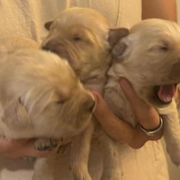 Golden Retriever Puppies from King's Golden Retrievers