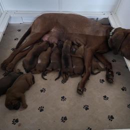 Girl 5 - Red female Redbone Coonhound puppy in Lebanon, Tennessee from Cedar Forest Redbones