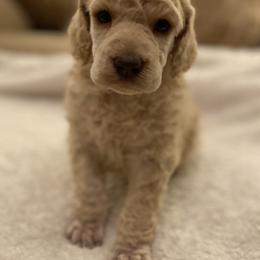 Ronan - Apricot male Poodle puppy in Texarkana, Arkansas from Luxe N Libby