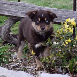 Laredo - Red tri male Miniature Australian Shepherd puppy in Evant, Texas from Lazy VT Bar Ranch