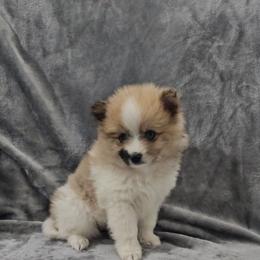 Champagne - Tri-color female Pomsky puppy in Decatur, Illinois from Petite Pups