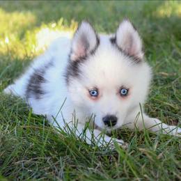 Acorn-ready now - Black and white male Pomsky puppy in Bremen, Indiana from AMS Pomeranians and Pomskies in Indiana