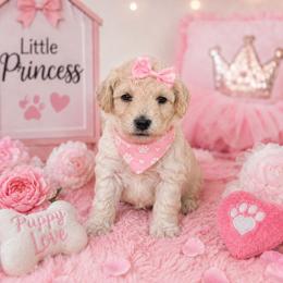 Miss Potts - Cream female Poodle puppy in Hertford, North Carolina from Heaven Sent Shihpoo's