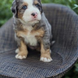 Bernedoodle and Double Doodle Puppies from Cloud Nine Doodles