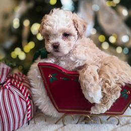 Frosty - Gold and white male Shihpoo puppy in Rural Retreat, Virginia from Kopydlowski's Shihpoo and Shichon pups