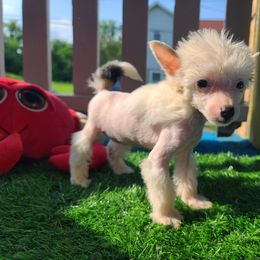 Vhhlf1 - White and black female Chinese Crested puppy in New Castle, Pennsylvania from Long Rotts & Long Haul Cresteds