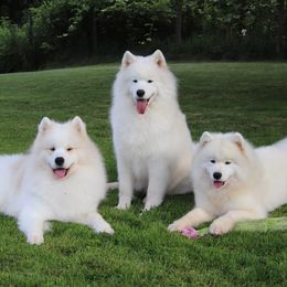 Samoyeds from Safyr Samoyeds