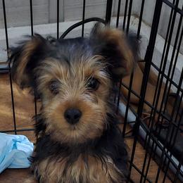 Clover - Black and tan male Yorkshire Terrier puppy in Conyers, Georgia from Furrever Puppy Co.
