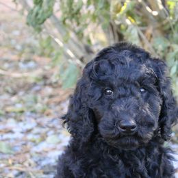 Poodle Puppies from Country Road Homestead