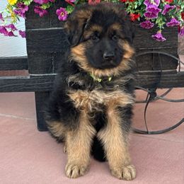 Girl 3 - Black and red female German Shepherd puppy in Quincy, Washington from Sir Puente German Shepherds