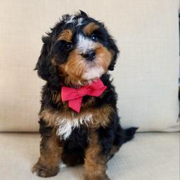 Spider-Man - Tri-color male Bernedoodle puppy in Murray, Utah from Sun Valley Doodles