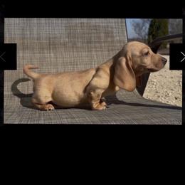 Biscuit - Red male Dachshund puppy in Floresville, Texas from Muddy River Dachshunds