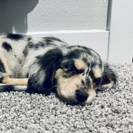 Dachshund Puppies from Meldox
