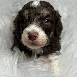 Rosie - Brown female Poodle puppy in Clarkston, Washington from Doodle & Poodle Palace