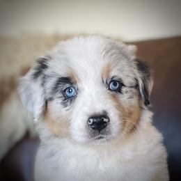 Australian Shepherd Puppies from DeVos Australian Shepherds