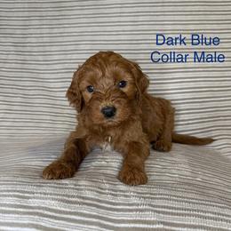 Dark Blue Collar Male - Red  male Goldendoodle puppy in Pasadena, Texas from Knightsbane Standard Poodles