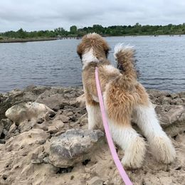 Poodle Puppies from Devin’s Purple Poodles