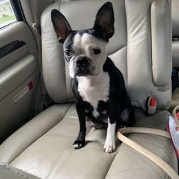 Missie - Boston Terrier