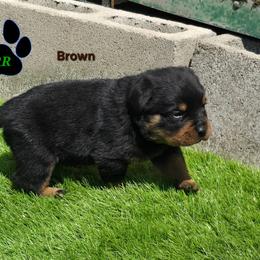 Brown - Black and mahogany male Rottweiler puppy in Tangent, Oregon from Raya's Royals