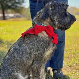 Soren - Pepper and salt male Giant Schnauzer puppy in Goodrich, Texas from Silver Creek Giant Schnauzers