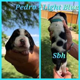 Light blue collar- Pedro - Red and white male Basset Hound puppy in Park City, Kansas from Stegmans Basset Hounds