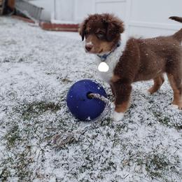 Australian Shepherd Puppies from Spirited Aussies