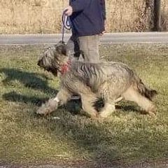 Spice - Briard