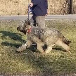 Spice - Briard