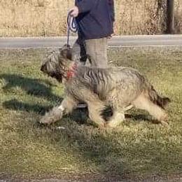 Spice - Briard