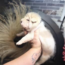 Oolong - Lilac dilute male Chinese Shar-Pei puppy in Lehigh Acres, Florida from Florida Wrinkles