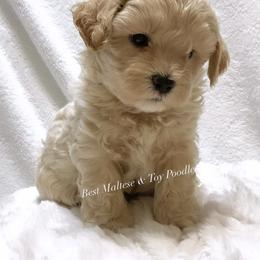 Companion Cross, Maltese, and Maltipoo Puppies from Best Maltese & Toy Poodles of Texas