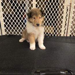 Micky - Sable Collie puppy in Temple, Pennsylvania from Rimma's Collies